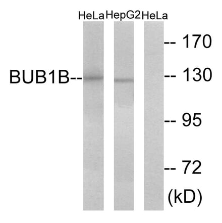 Western Blot - Anti-BUB1B Antibody (C10142) - Antibodies.com