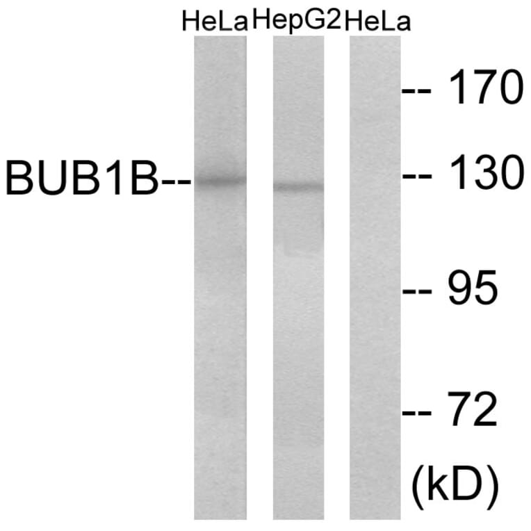 Western Blot - Anti-BUB1B Antibody (C10142) - Antibodies.com
