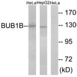 Western Blot - Anti-BUB1B Antibody (C10142) - Antibodies.com
