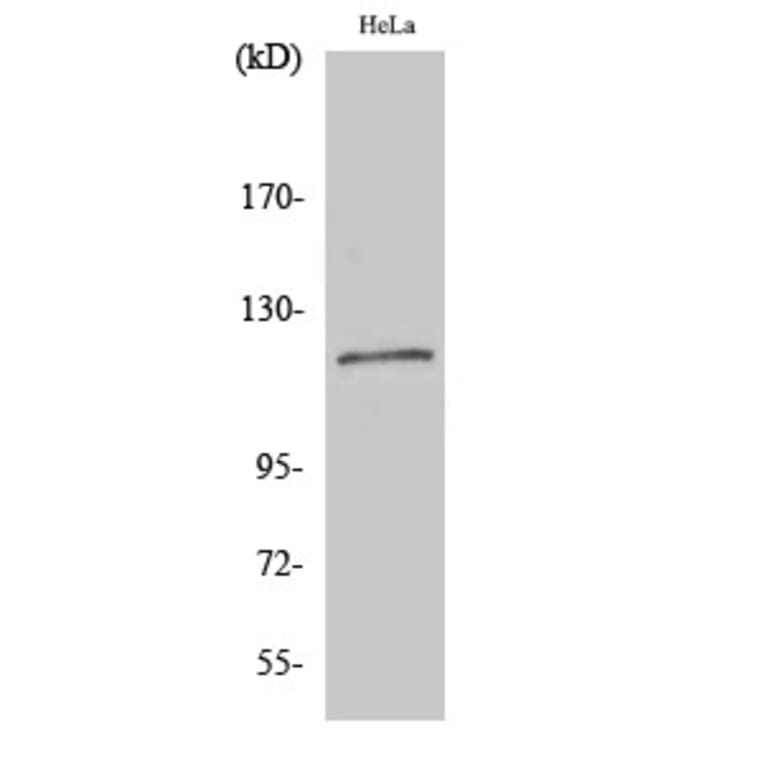Western Blot - Anti-BUB1B Antibody (C10142) - Antibodies.com