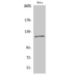 Western Blot - Anti-BUB1B Antibody (C10142) - Antibodies.com