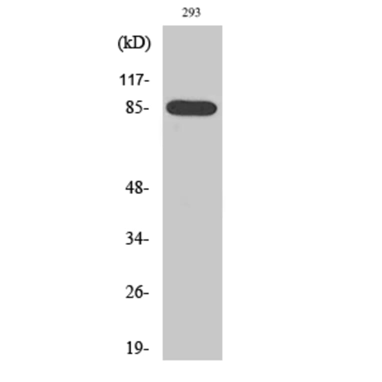 Western Blot - Anti-BRSK1 Antibody (C11392) - Antibodies.com