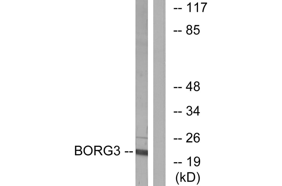 Western Blot - Anti-BORG3 Antibody (C15026) - Antibodies.com