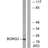 Western Blot - Anti-BORG3 Antibody (C15026) - Antibodies.com
