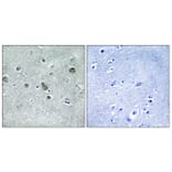 Immunohistochemistry - Anti-BORG3 Antibody (C15026) - Antibodies.com