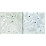 Immunohistochemistry - Anti-BLZF1 Antibody (C11683) - Antibodies.com