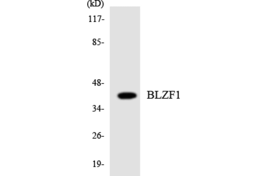 Western Blot - Anti-BLZF1 Antibody (R12-2543) - Antibodies.com
