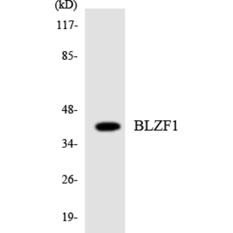 Western Blot - Anti-BLZF1 Antibody (R12-2543) - Antibodies.com