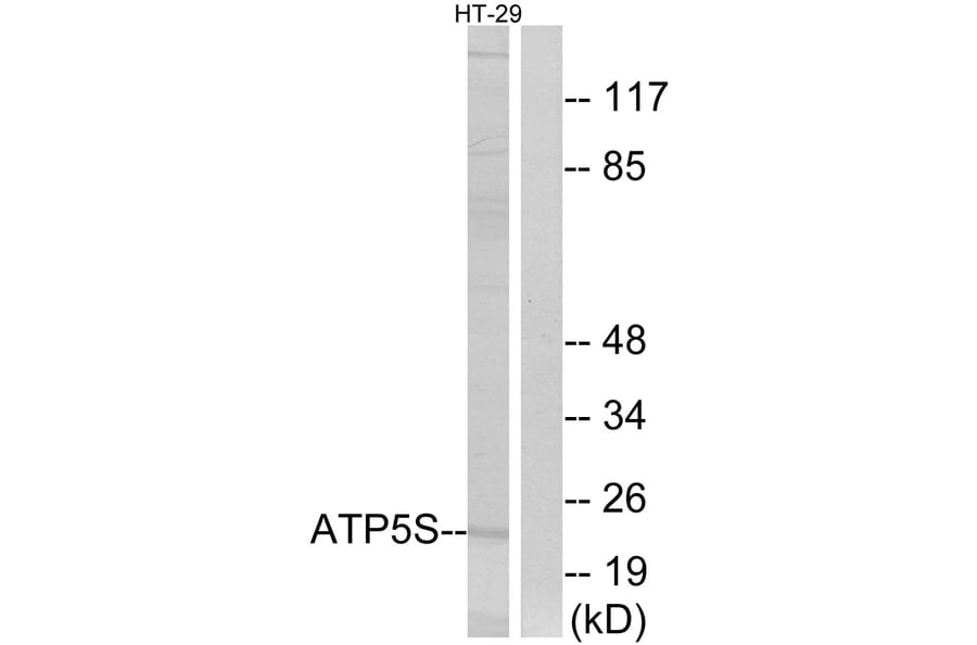 Western Blot - Anti-ATP5S Antibody (C14607) - Antibodies.com