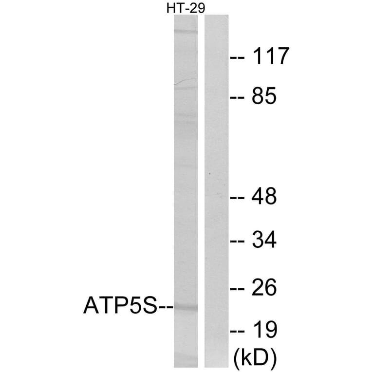 Western Blot - Anti-ATP5S Antibody (C14607) - Antibodies.com