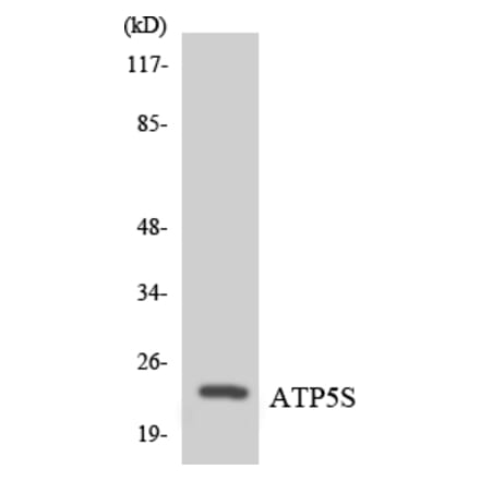 Western Blot - Anti-ATP5S Antibody (R12-2520) - Antibodies.com