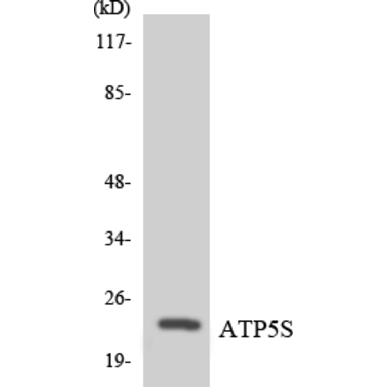 Western Blot - Anti-ATP5S Antibody (R12-2520) - Antibodies.com