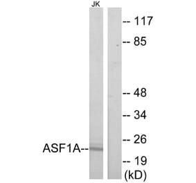 Western Blot - Anti-ASF1A Antibody (C11928) - Antibodies.com