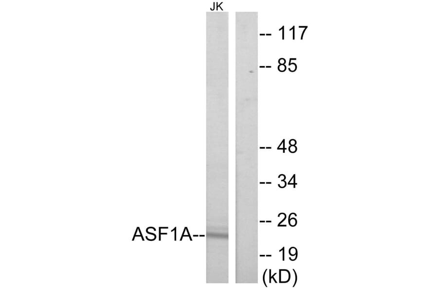 Western Blot - Anti-ASF1A Antibody (C11928) - Antibodies.com