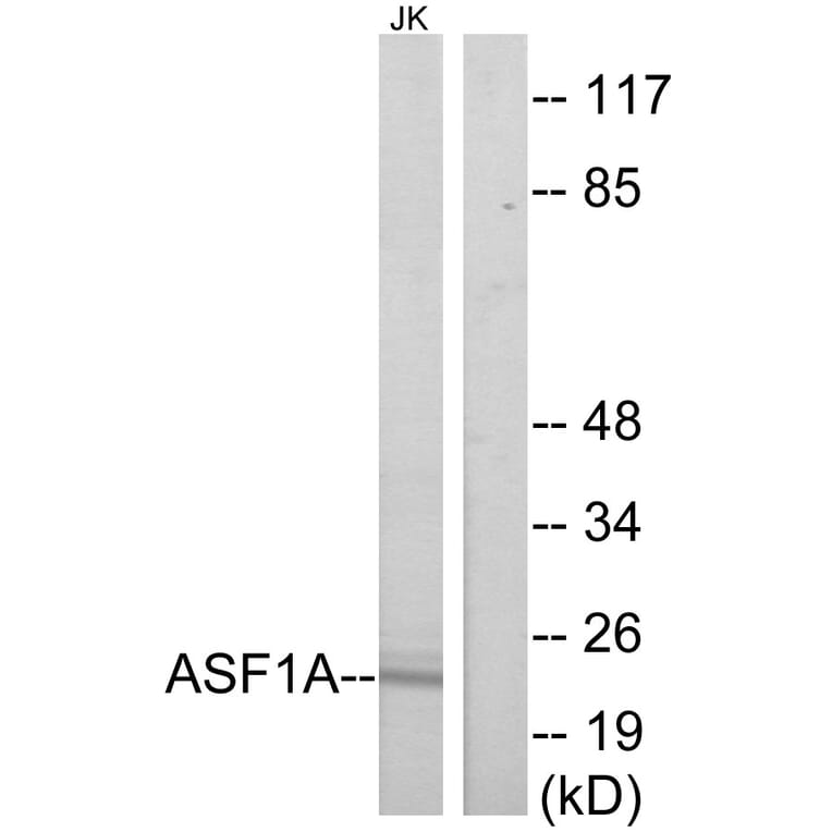 Western Blot - Anti-ASF1A Antibody (C11928) - Antibodies.com
