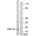 Western Blot - Anti-ASF1A Antibody (C11928) - Antibodies.com