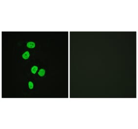 Immunofluorescence - Anti-AS160 Antibody (B0457) - Antibodies.com