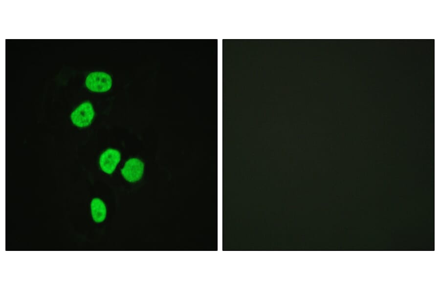 Immunofluorescence - Anti-AS160 Antibody (B0457) - Antibodies.com