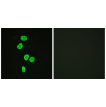 Immunofluorescence - Anti-AS160 Antibody (B0457) - Antibodies.com