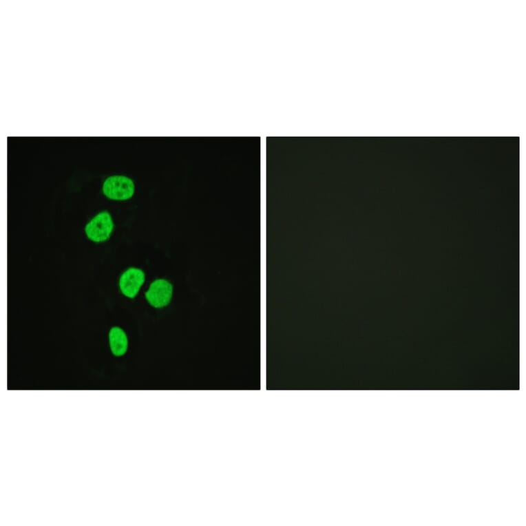Immunofluorescence - Anti-AS160 Antibody (B0457) - Antibodies.com