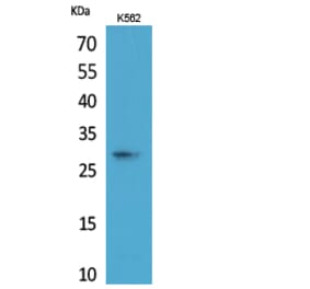 Western Blot - Anti-APOA1 Antibody (C30076) - Antibodies.com