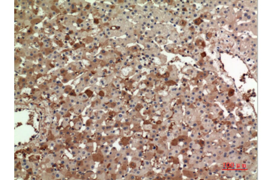 Immunohistochemistry - Anti-APOA1 Antibody (C30076) - Antibodies.com