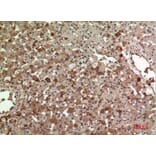 Immunohistochemistry - Anti-APOA1 Antibody (C30076) - Antibodies.com