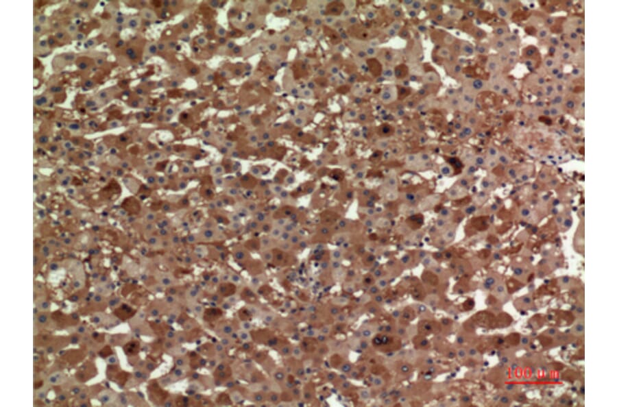 Immunohistochemistry - Anti-APOA1 Antibody (C30076) - Antibodies.com