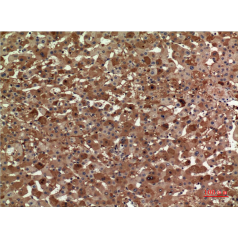 Immunohistochemistry - Anti-APOA1 Antibody (C30076) - Antibodies.com