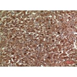 Immunohistochemistry - Anti-APOA1 Antibody (C30076) - Antibodies.com