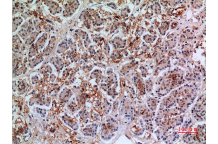 Immunohistochemistry - Anti-ANXA7 Antibody (C30151) - Antibodies.com