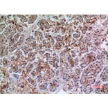 Immunohistochemistry - Anti-ANXA7 Antibody (C30151) - Antibodies.com