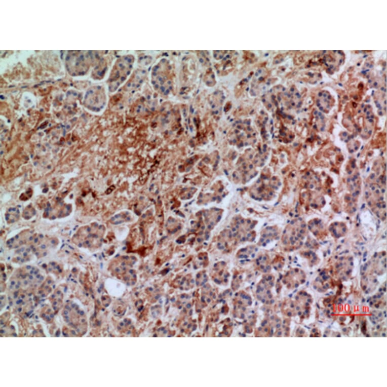 Immunohistochemistry - Anti-ANXA7 Antibody (C30151) - Antibodies.com
