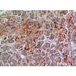 Immunohistochemistry - Anti-ANXA7 Antibody (C30151) - Antibodies.com