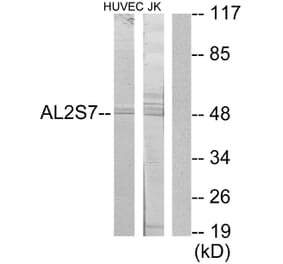 Western Blot - Anti-AL2S7 Antibody (C11529) - Antibodies.com