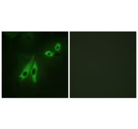 Immunofluorescence - Anti-AKAP3 Antibody (C10200) - Antibodies.com