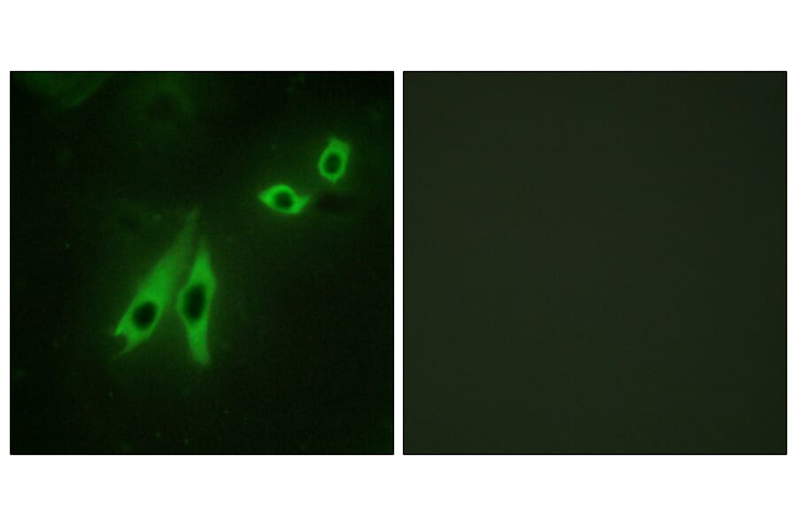 Immunofluorescence - Anti-AKAP3 Antibody (C10200) - Antibodies.com