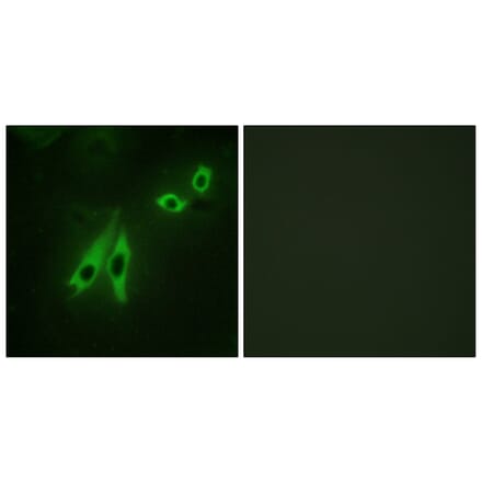 Immunofluorescence - Anti-AKAP3 Antibody (C10200) - Antibodies.com