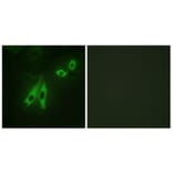 Immunofluorescence - Anti-AKAP3 Antibody (C10200) - Antibodies.com