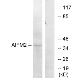 Western Blot - Anti-AIFM2 Antibody (C12047) - Antibodies.com