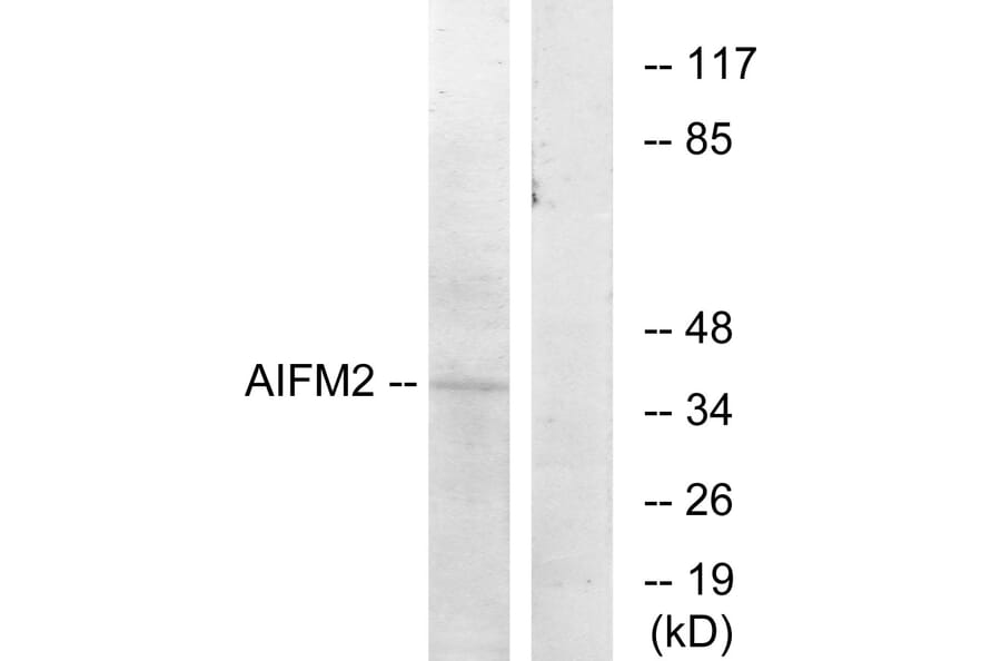 Western Blot - Anti-AIFM2 Antibody (C12047) - Antibodies.com