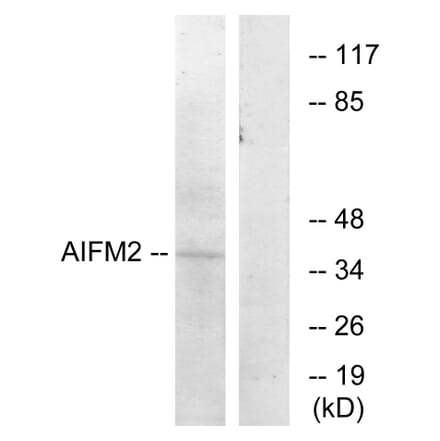 Western Blot - Anti-AIFM2 Antibody (C12047) - Antibodies.com