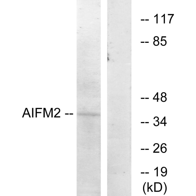 Western Blot - Anti-AIFM2 Antibody (C12047) - Antibodies.com
