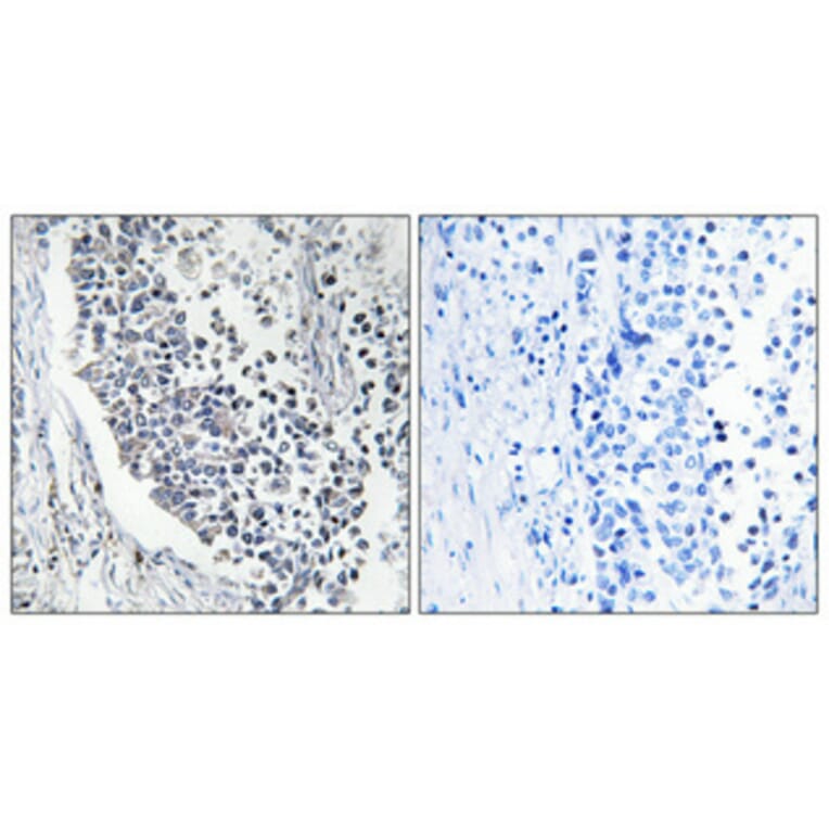 Immunohistochemistry - Anti-AIFM2 Antibody (C12047) - Antibodies.com