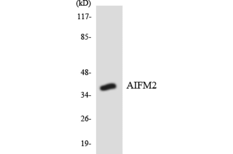 Western Blot - Anti-AIFM2 Antibody (R12-2467) - Antibodies.com