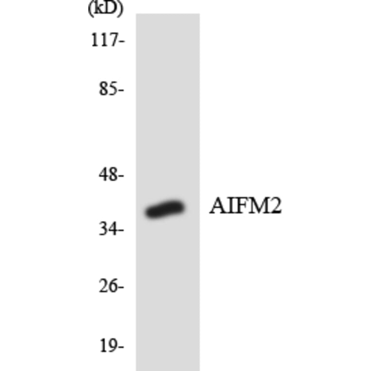 Western Blot - Anti-AIFM2 Antibody (R12-2467) - Antibodies.com