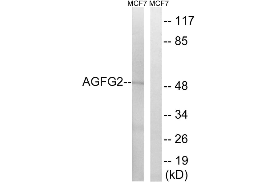 Western Blot - Anti-AGFG2 Antibody (C16140) - Antibodies.com