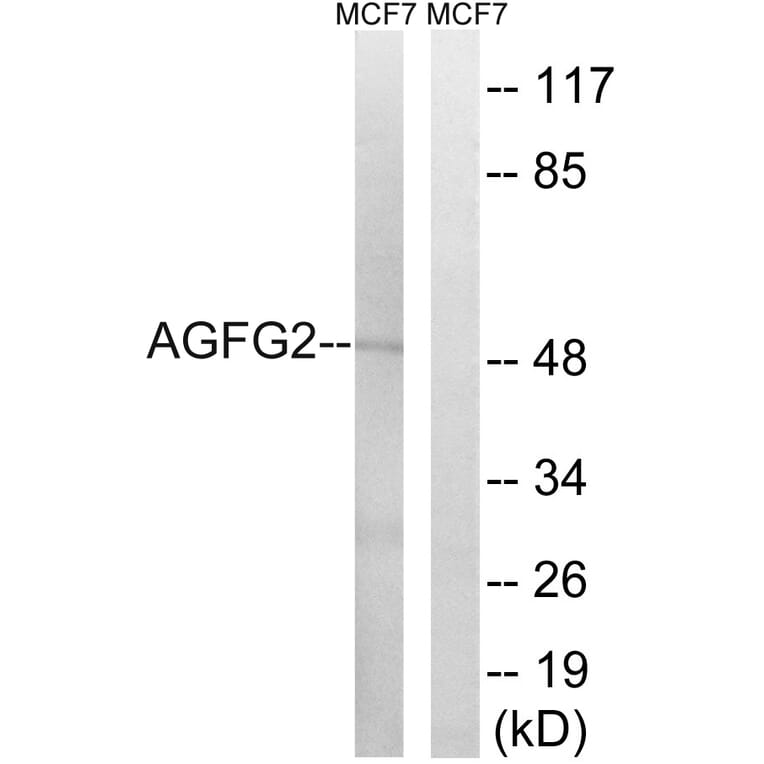 Western Blot - Anti-AGFG2 Antibody (C16140) - Antibodies.com