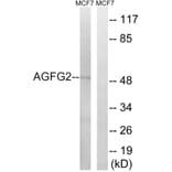 Western Blot - Anti-AGFG2 Antibody (C16140) - Antibodies.com