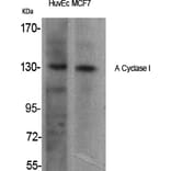 Western Blot - Anti-ADCY1 Antibody (C12031) - Antibodies.com